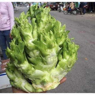 300H -Hạt_Giống_Cải_Mầm_Đá ( tặng kèm kích mầm và phân bón )