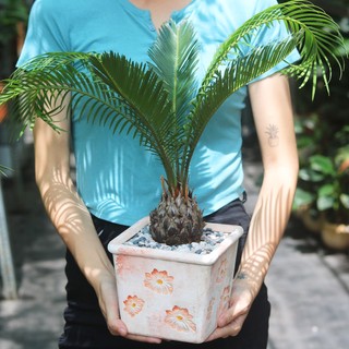Cây Vạn Tuế dễ chăm sóc, trang trí nội thất cực sang trọng