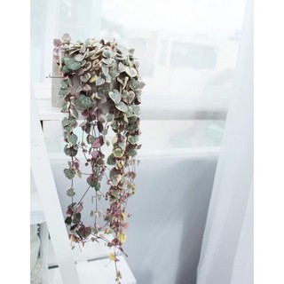 Chậu string of heart - Chuỗi dây tim