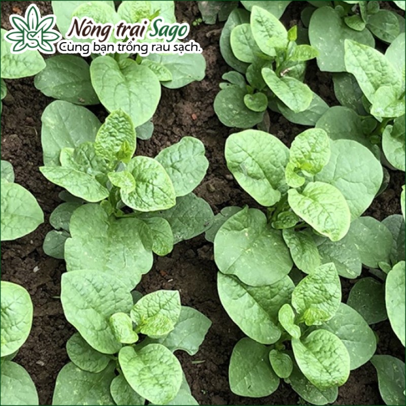 Hạt giống Mồng Tơi Xanh Cao Sản, Dễ Trồng, Sinh Trưởng Tốt, Mùa Vụ Quanh Năm (gói 20 gr) - Nông Trại Sago