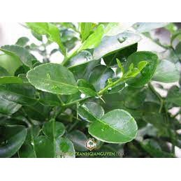 Cây Chanh chúc Thái lan cây đẹp. (sản phẩm có bảo hành)