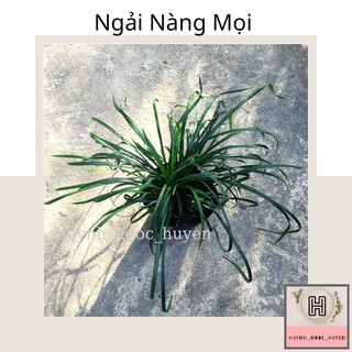 Ngải mọi (kéo khách)
