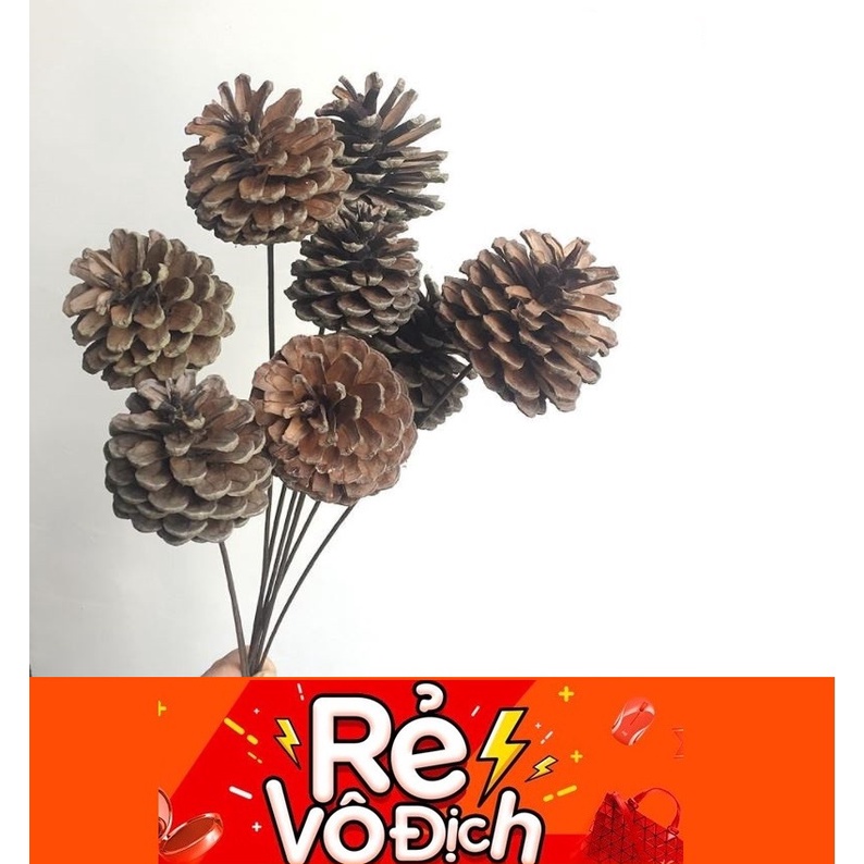 Sỉ CÀNH TRÁI THÔNG KHÔ TỰ NHIÊN PHONG CÁCH BẮC ÂU QUẢ THÔNG DECOR TRANG TRÍ ĐẠO CỤ CHỤP ẢNH HOA