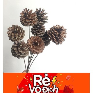Sỉ cành trái thông khô tự nhiên phong cách bắc âu quả thông decor trang trí đạo cụ chụp ảnh hoa