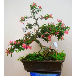 Cây giống hồng ngọc mai bonsai- cây ươm bầu