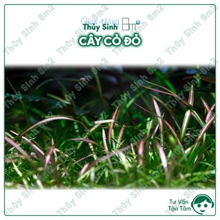 Cây cỏ đỏ, cỏ thìa cây thủy sinh tiền cảnh, trải nền, không co2 | 8m2