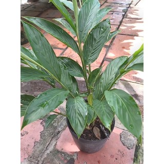 Chậu nhựa mềm Hoa Hạnh Phúc