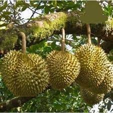 Cây giống sầu riêng thái múi dày siêu trái siêu sớm
