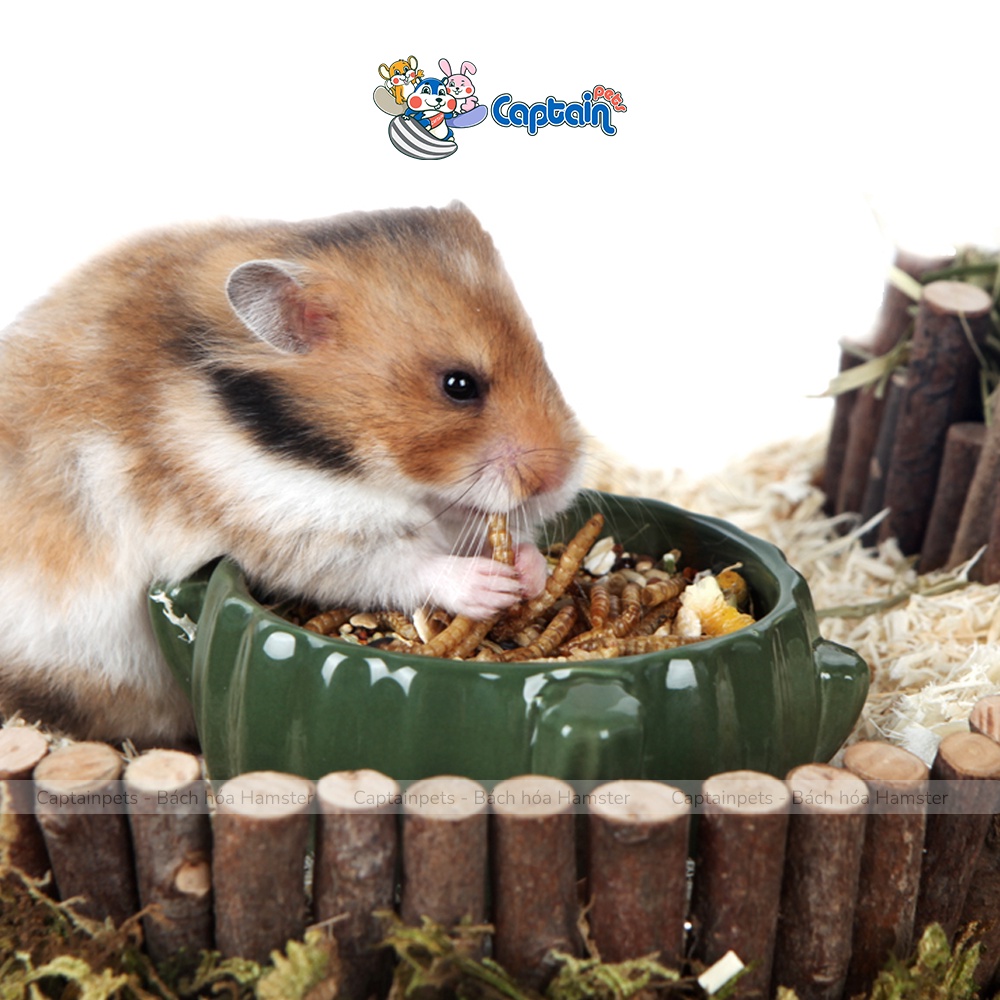 Sâu rang vỗ béo cho Hamster