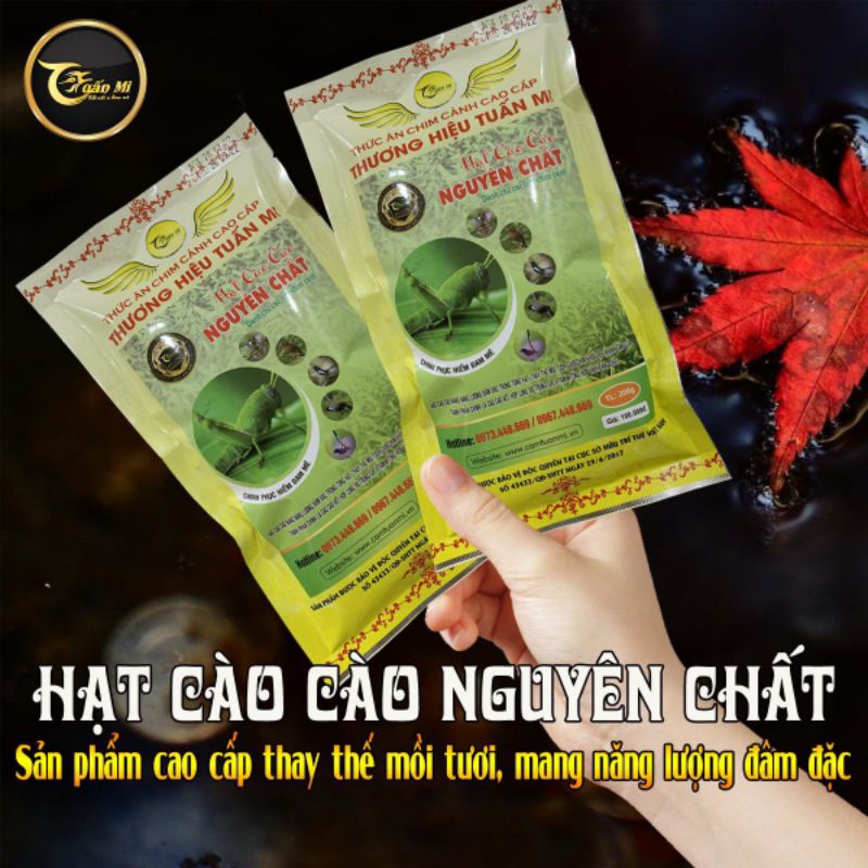 Hạt Cào Cào hạt to ( Tuấn Mi )