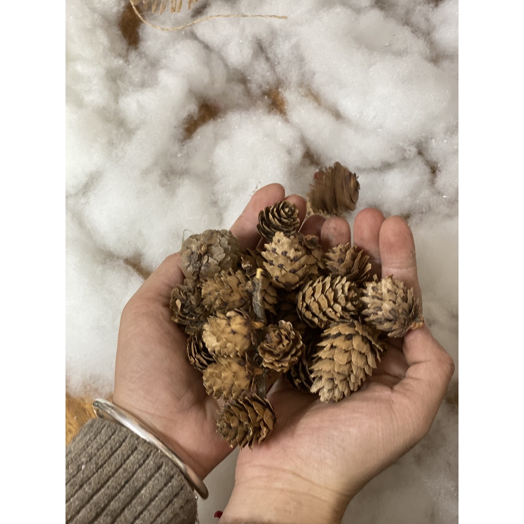 Quả Thông Trang Trí, Trái Thông Dùng Để Làm Phụ Kiện Chụp Ảnh, Decor Cây Thông Của Mê Thảo Flower