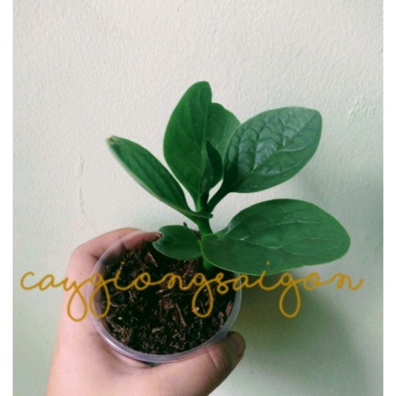 Cây giống Mồng Tơi Xanh