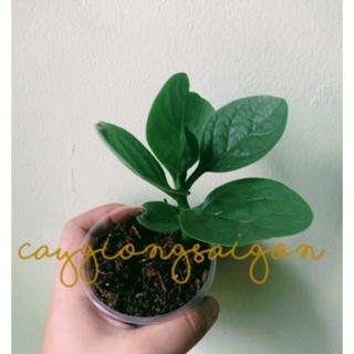 Cây giống Mồng Tơi Xanh