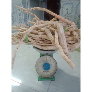 Sâm xuyên đá tươi 150k/2kg