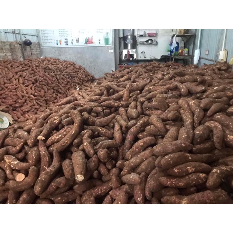 Khoai mật sống về tự nướng