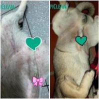 TropiClean OxyMed Sữa tắm nấm da viêm da ngứa da cho chó mèo