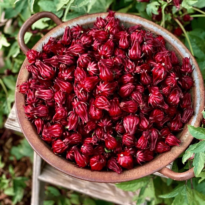 Trà Hoa Atiso Đỏ  Sấy Khô Nguyên Nụ Loại Đẹp Không Nát