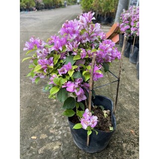 Cây 🌲 Giấy Tím tuyết siêu hoa