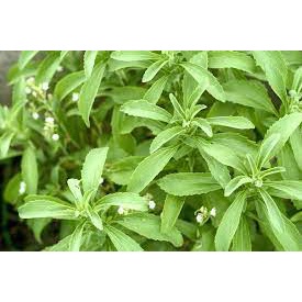 5h Hạt Giống Cỏ Ngọt Stevia