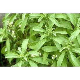 5h hạt giống cỏ ngọt stevia