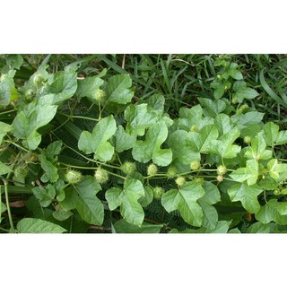 Cây lạc tiên (chùm bao )- cây giống