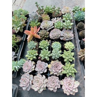 Sen đá size bầu 4-6cm