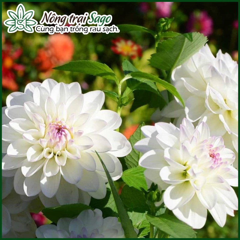 Hạt giống Hoa Thược Dược Nhiều Màu, Thân Cao, Thích Hợp Trồng Chậu, Hoặc Sân Vườn - Nông Trại Sago
