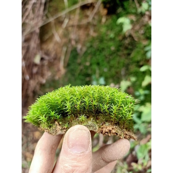 Rêu tứ phương ,Rêu atrichum undulatum, trồng trong terrarium , tiểu cảnh,bonsai và bán cạn