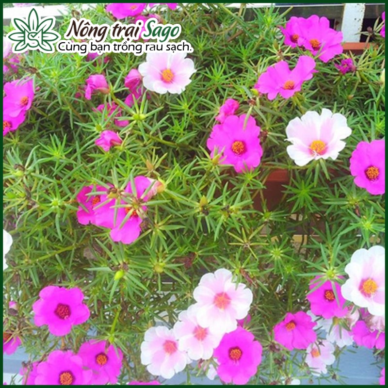 Hạt giống Hoa Mười Giờ Cánh Đơn Nhiều Màu, Dễ Trồng - Nông Trại Sago
