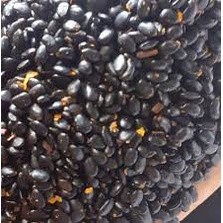Hạt giống keo tai tượng 500gr