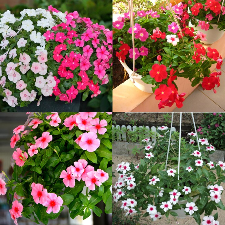 Hạt giống Hoa Dừa Cạn Lùn Nhiều Màu Trồng Chậu - Nông Trại Sago
