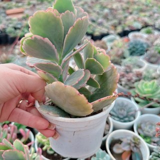 Sen đá thiên thần size trung 5-7cm
