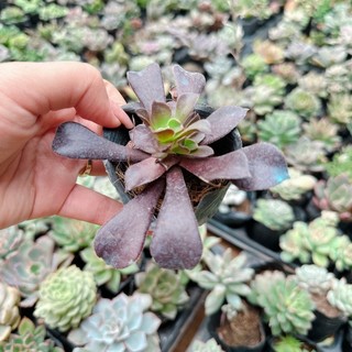Sen đá Aoen size bầu 3-5cm
