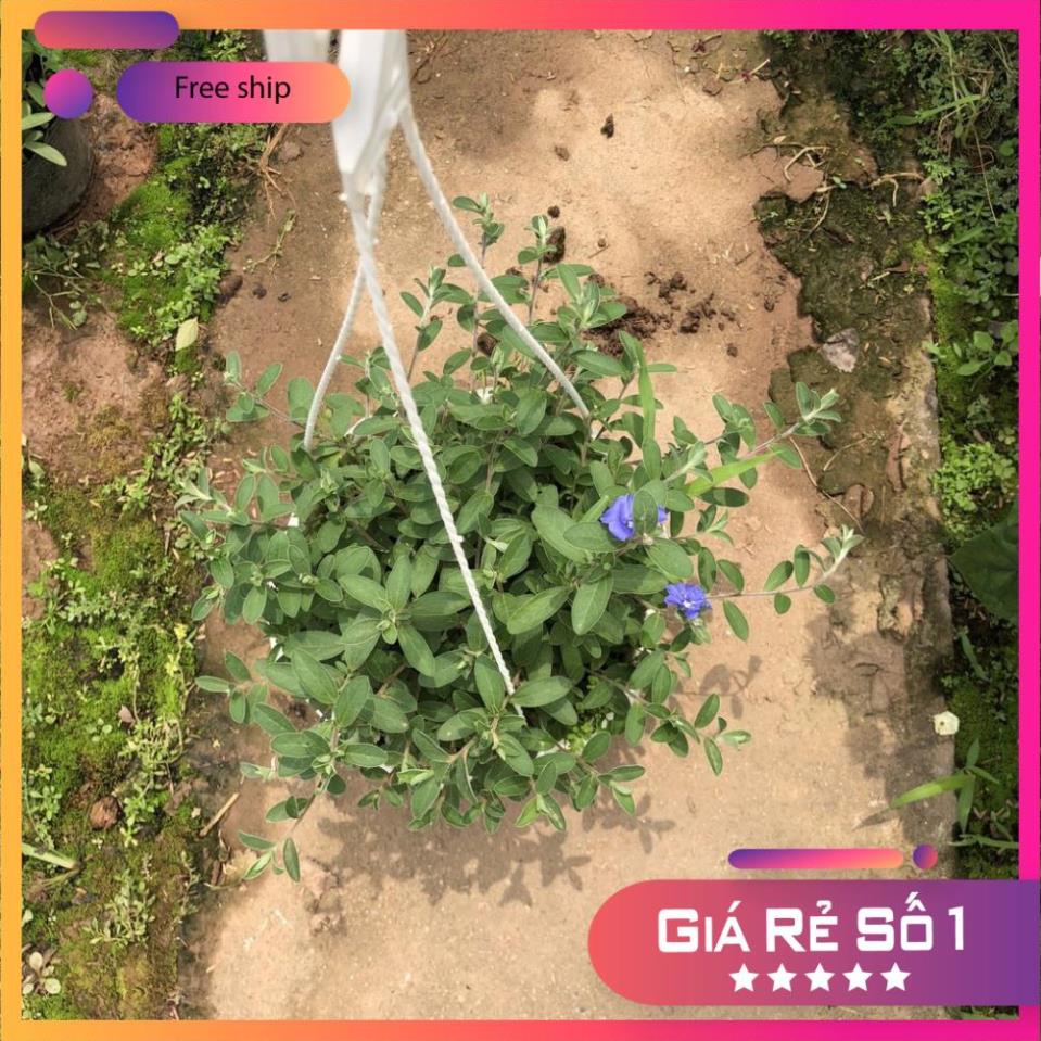 Cây hoa thanh tú chậu treo, cao 20-25cm tán tròn hoa sum suê lá tươi tốt dễ chăm sóc