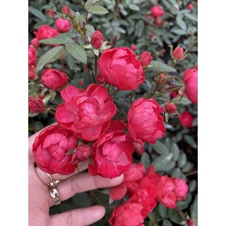 Cây hoa hồng trứng đỏ trưởng thành