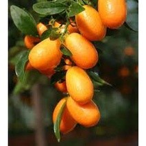 Cây Giống Tắc Thái Trái Dài ( Còn gọi là Quất thái, tắc mỹ, tắc vỏ ngọt) ( cây siêu sớm có bảo hành)