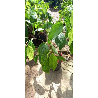 Cây giống tiêu Phú Quốc