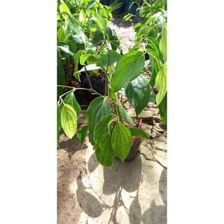 Cây giống tiêu Phú Quốc