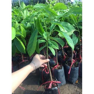 Cây dâu da đất, cây giống gửi đi nguyên bầu + tặng phân thỏ hữu cơ