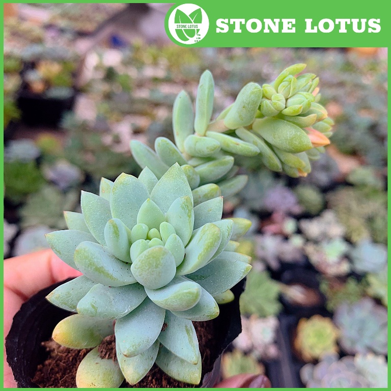 Sen Đá Chuỗi Ngọc Đứng Size 5-8cm, XUẤT XỨ VIỆT NAM, ĐÃ THUẦN KHÍ HẬU, SIÊU KHOẺ ĐẸP, Lỗi 1 ĐỔI 1
