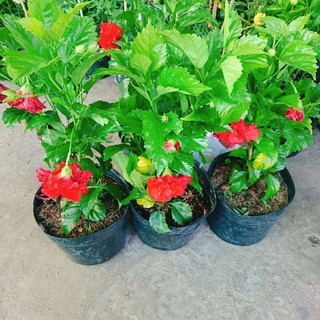 Cây Dâm Bụt Đỏ Cánh Kép