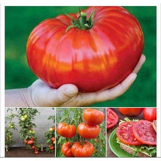 10h hạt giống cà chua ngọt đại