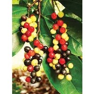 cây Giống chòi mòi ( cây siêu sớm có bảo hành)