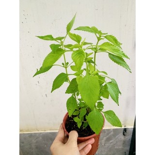 Chậu rau kinh giới