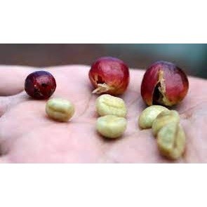 Giống Cây Cà Phê CuLi Siêu Trái ( siêu sớm có bảo hành)