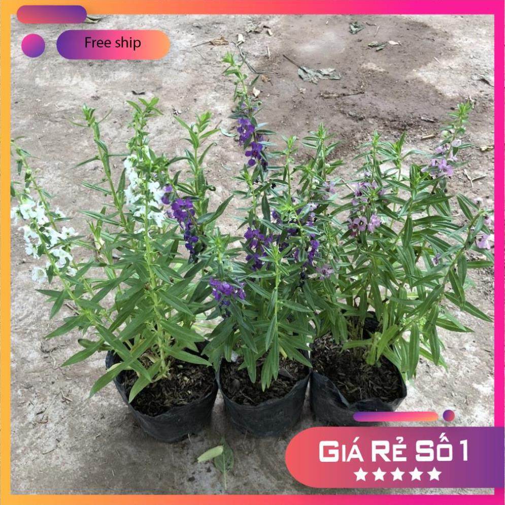 Cây hoa ngọc hân ( violet ) cao 20cm hoa nở đẹp (Hàng Chuẩn)