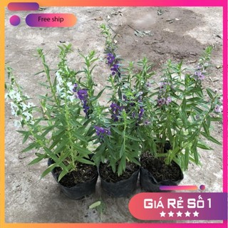 Cây hoa ngọc hân cao 20cm hoa nở đẹp