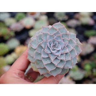 Sen đá hồng phấn size bầu 5cm hư 1 đổi 1