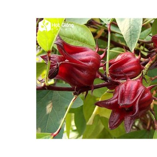 15gr hạt giống bụp giấm