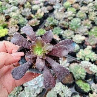 Sen đá Aoen size bầu 3-5cm